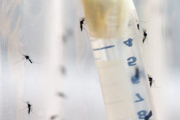 Sterilizácia komárov